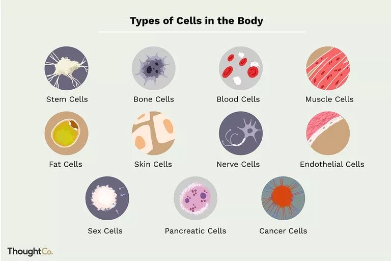 Types of cells in the human body