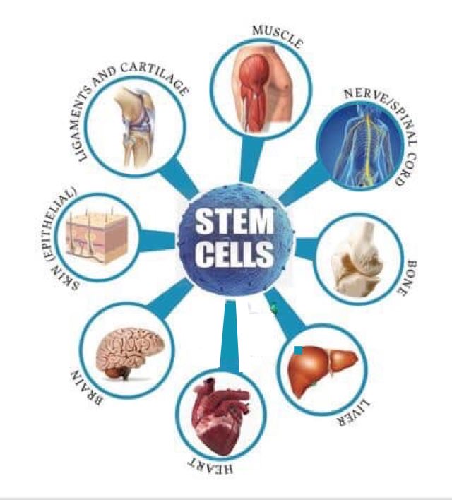 Stem cell applications in different organs