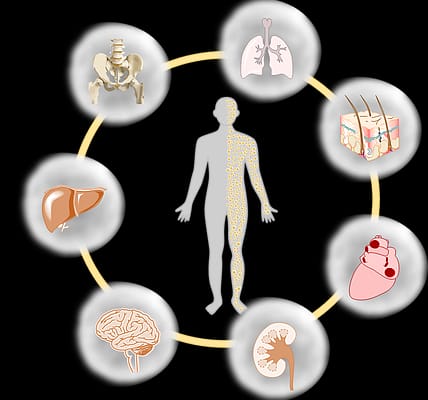 Stem cells helping different organs in the human body