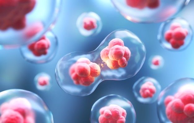 Microscopic view of stem cells